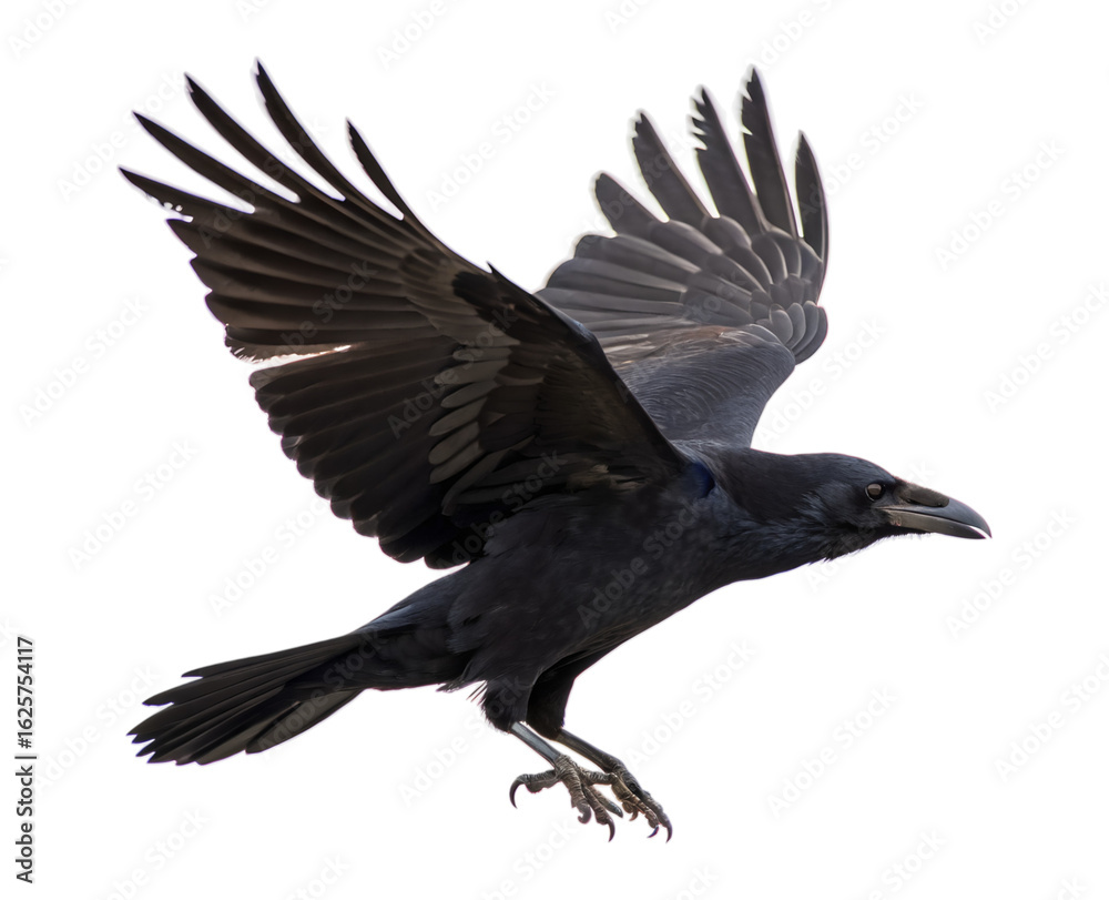 Fototapeta premium A striking black raven is captured in dynamic flight, wings fully extended and claws visible, soaring as an isolated transparent png.