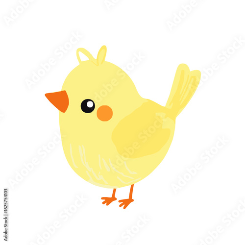 Yellow canary bird standing isolated on white background  