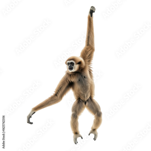 A lar gibbon, also known as a white handed gibbon, is captured mid swing, hanging by one arm with its body and long limbs extended.
