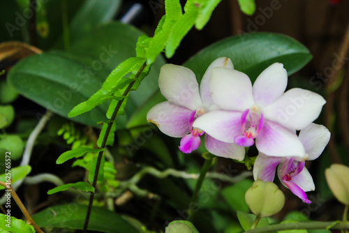 pink orchid flowers