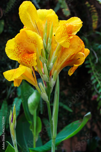 orange tiger lily in the garden