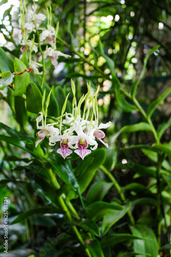pink and white orchid flowers