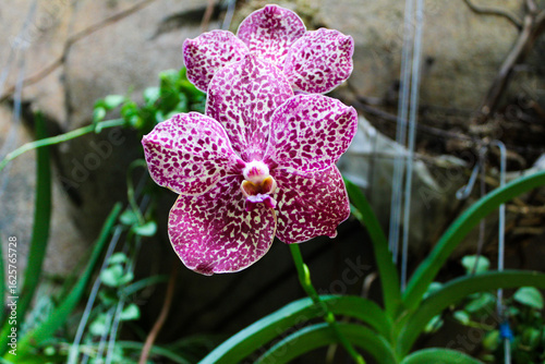 Spotted purple orchid in the garden