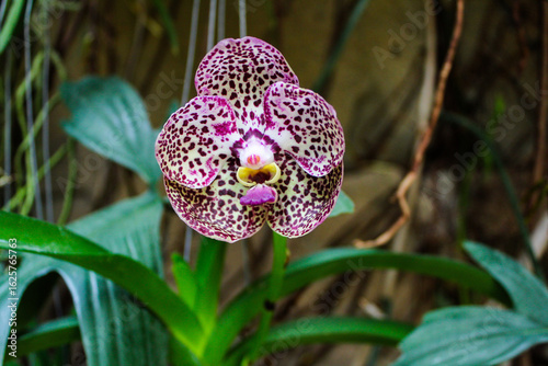 tropical spotted orchid on a branch