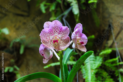 purple orchid in the garden