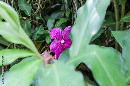 Purple orchid 