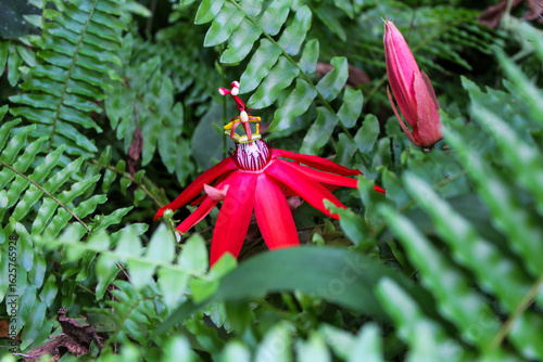 red exotic flower surrounded by green plants 