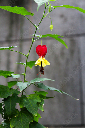 red flower in the garden