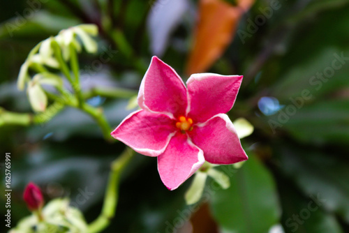 pink and white flower