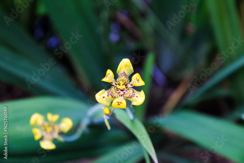 yellow orchid flower