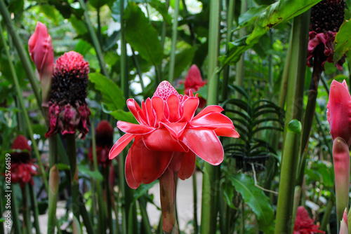Exotic red flower