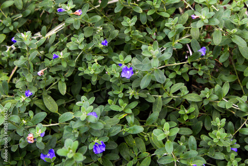 purple wild flowers in a garden