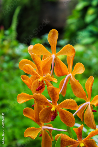 orange flowers in the garden