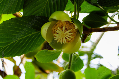 exotic flower in thailand