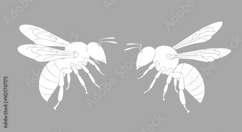 Symmetrical honeybees artwork, showcasing detailed wings and segmented body, conveying nature's intricate design and balance in gray background