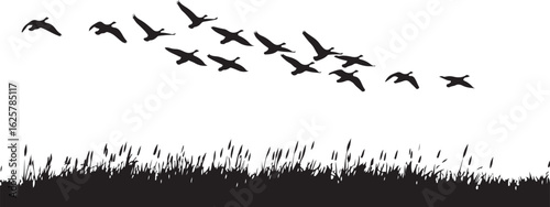 A silhouette of a flock of geese flying over a field of reeds, isolated on white background, creating a sense of freedom and migration isolated on white background