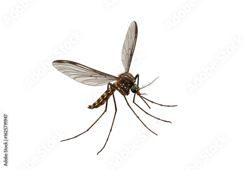 Detailed mosquito illustration showcasing disease vector for educational materials and health awareness campaigns