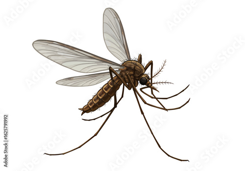 Detailed mosquito illustration showcasing dangerous insect with spread wings and disease carrying legs