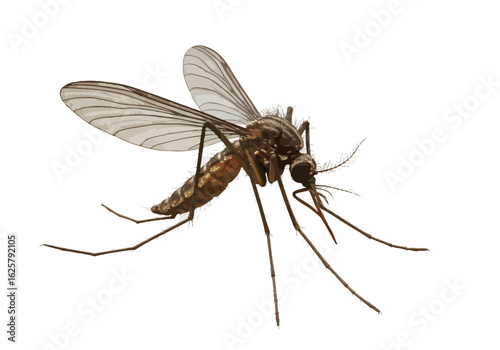 Annoying mosquito close up, a pest that can transmit dangerous diseases, perfect for educational material