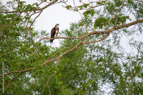 Osprey - Pandion haliaetus, beautiful bird of prey from  worldwide lakes and sea coasts, Cat Tien NP, Vietnam.
