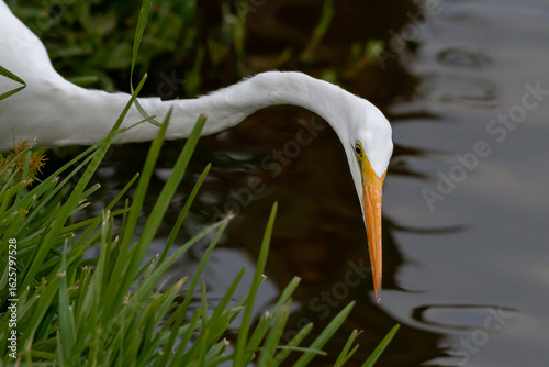 Papier peint El largo cuello y pico de una garza ardea alba.