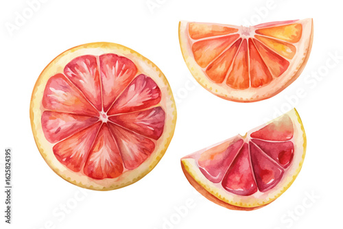 watercolor Grapefruit Slice vector illustration isolated on white background