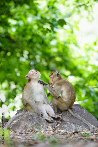 Portrait, Young monkey or Macaca lover, it care that is not far from body it happy, shows love in forest park. At Khao Ngu Stone Park, Ratchaburi, Thailand. Leave a blank and space for text entry.
