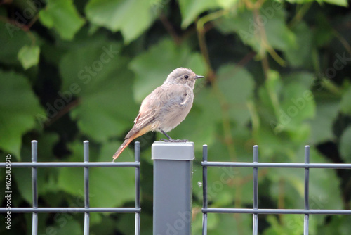Wallpaper Mural A portrait of a female common redstart sitting on a metal pole, blurred green leaves in the background Torontodigital.ca