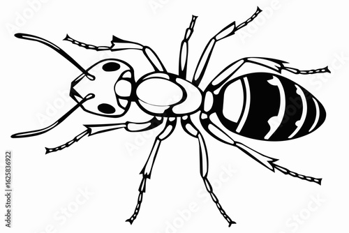 Detailed ant insect illustration