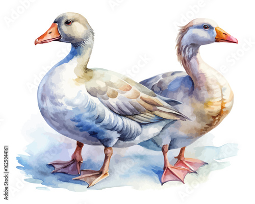 watercolor goose vector illustration isolated on white background