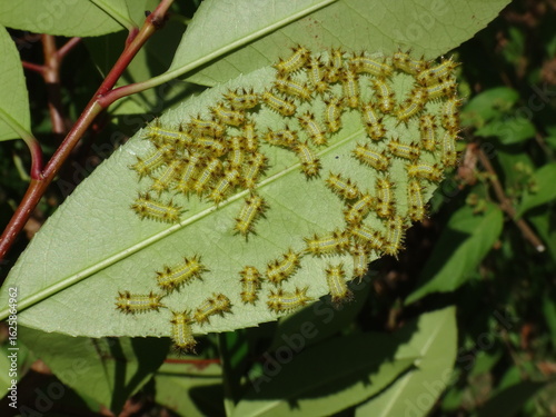 slug moth caterpillars eating garden trees