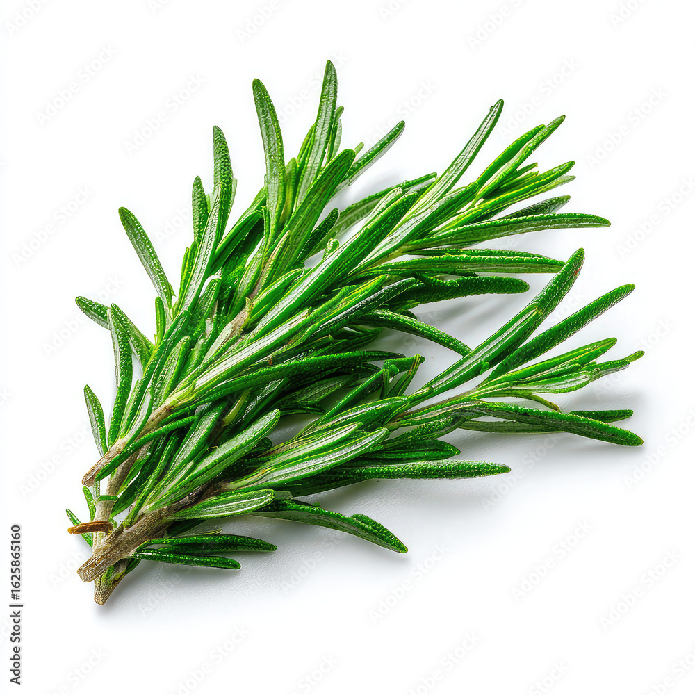 Fototapeta premium bunch of rosemary