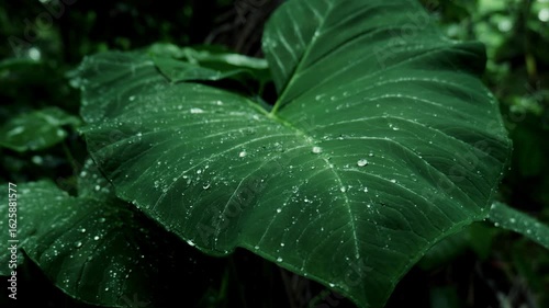 Close-up of an Alocasia odora leaf (Giant Elephant Ear) with fresh rain drops in a lush rainforest on a rainy day. Perfect for nature, wellness and eco-friendly.Chembila