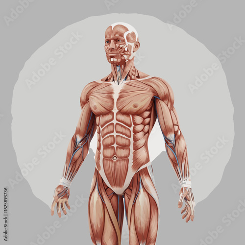 Detailed corch illustration of the human male muscular system anterior view with visible veins.