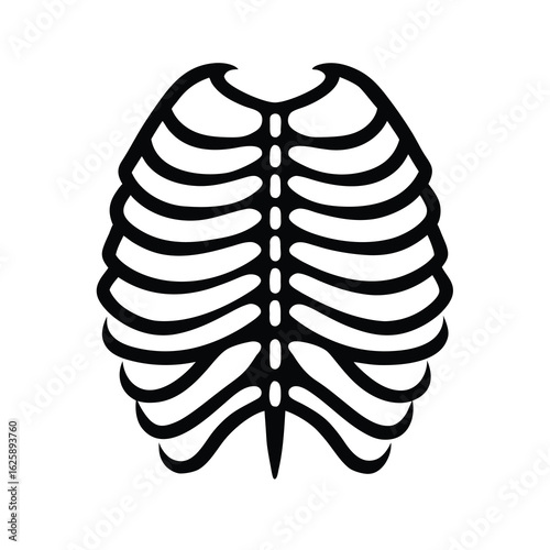human rib cage vector illustration on white background 