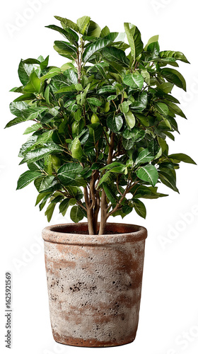 Only One tall plants planted in pots