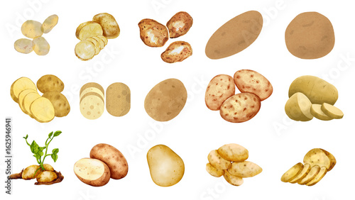A versatile collection of raw and sliced potato illustrations for culinary and agricultural concepts.