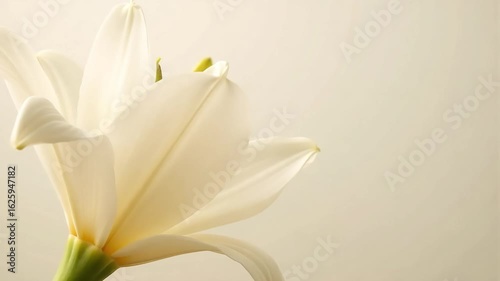 Elegant white lily unfurling petals in soft light, serene nature beauty captured dynamically
