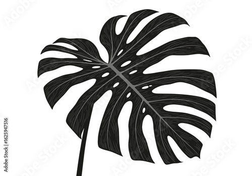 A single, large, black and white Monstera deliciosa leaf, isolated on white background.