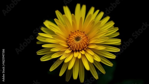 Vibrant yellow daisy blooms with delicate petals opening towards the light on a dark background