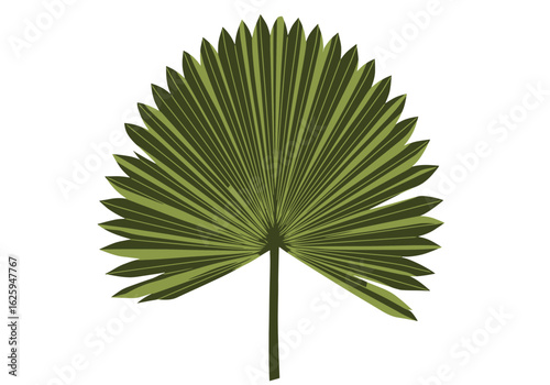 A single, large, olive-green palm frond, isolated on a white background, showcasing its intricate fan-like structure.