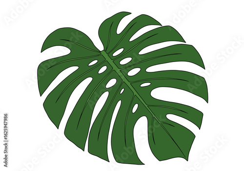 A detailed illustration of a vibrant green Monstera deliciosa leaf isolated on white background.