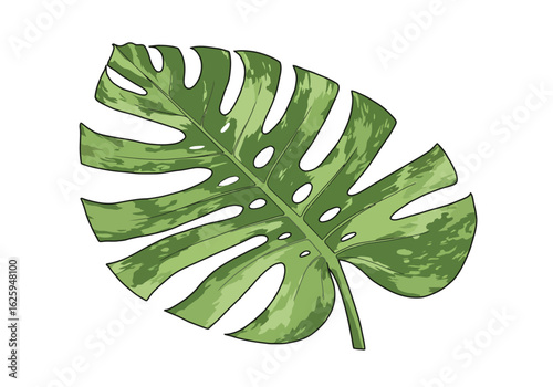 A single, vibrant green Monstera deliciosa leaf, illustrated with variegated coloring and characteristic fenestrations.