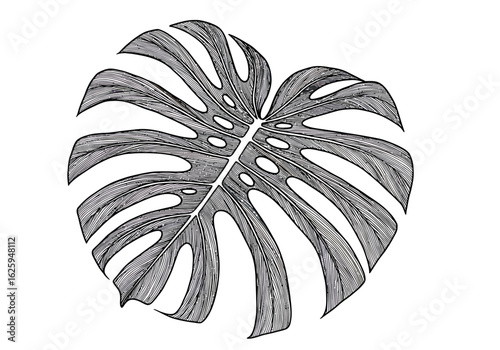 Detailed grayscale drawing of a single Monstera deliciosa leaf, showcasing its unique fenestrations and vein structure.