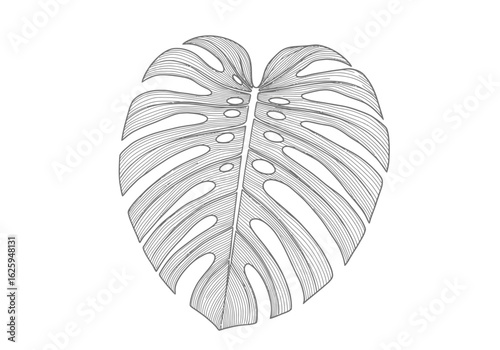 A detailed pencil sketch of a single, heart-shaped Monstera deliciosa leaf isolated on a white background.