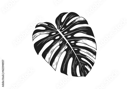 A striking black and white illustration of a Monstera deliciosa leaf, showcasing its iconic fenestrated pattern and detailed venation against a clean white background.
