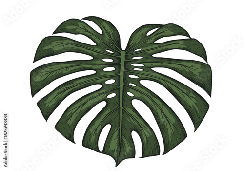 A single, large, heart-shaped monstera deliciosa leaf, detailed illustration.