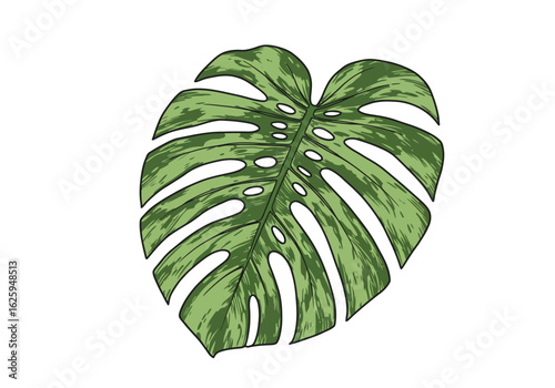 Detailed illustration of a single, vibrant Monstera deliciosa leaf, showcasing its unique fenestrations.