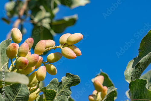 Photography The pistachio  is a small to medium-sized tree of the cashew family, originating in Iran