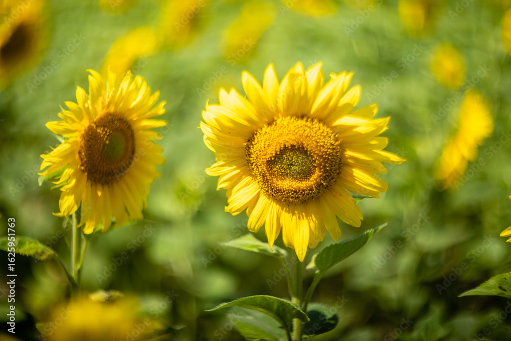 Fototapeta premium Sunflower captured with vintage Helios lens, dreamy summer bokeh.